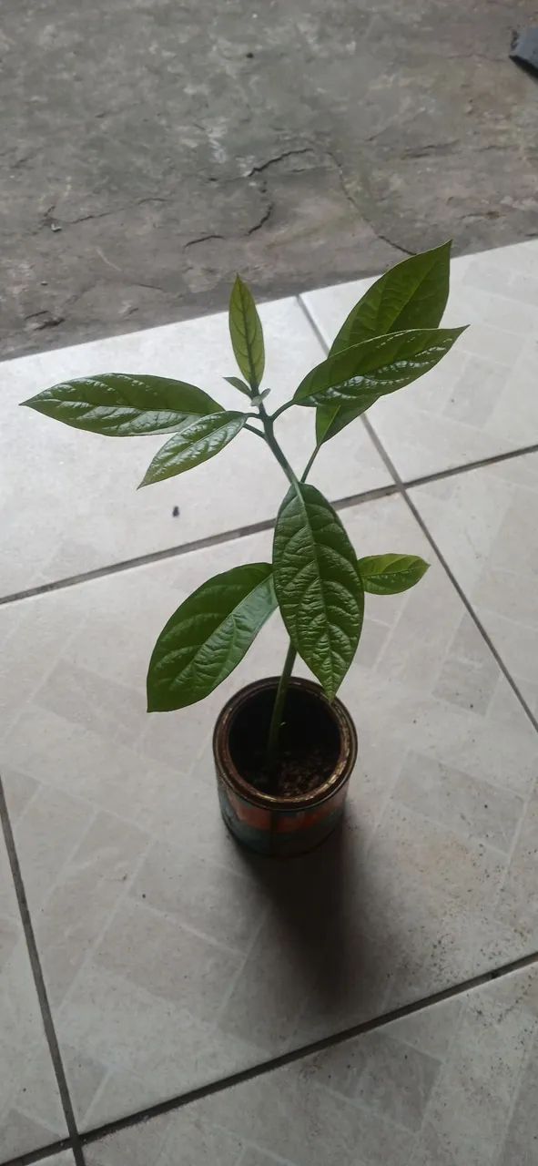 Muda de Abacate  - Foto 2
