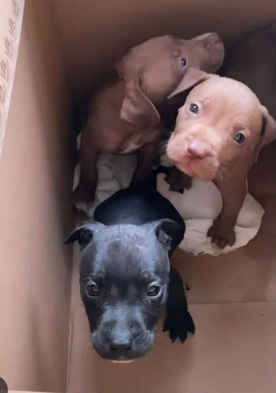 Filhotes de pitbull pra doação 