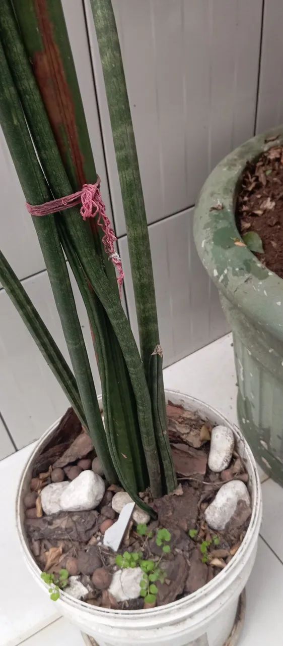Vendo todas essas plantas  - Foto 2