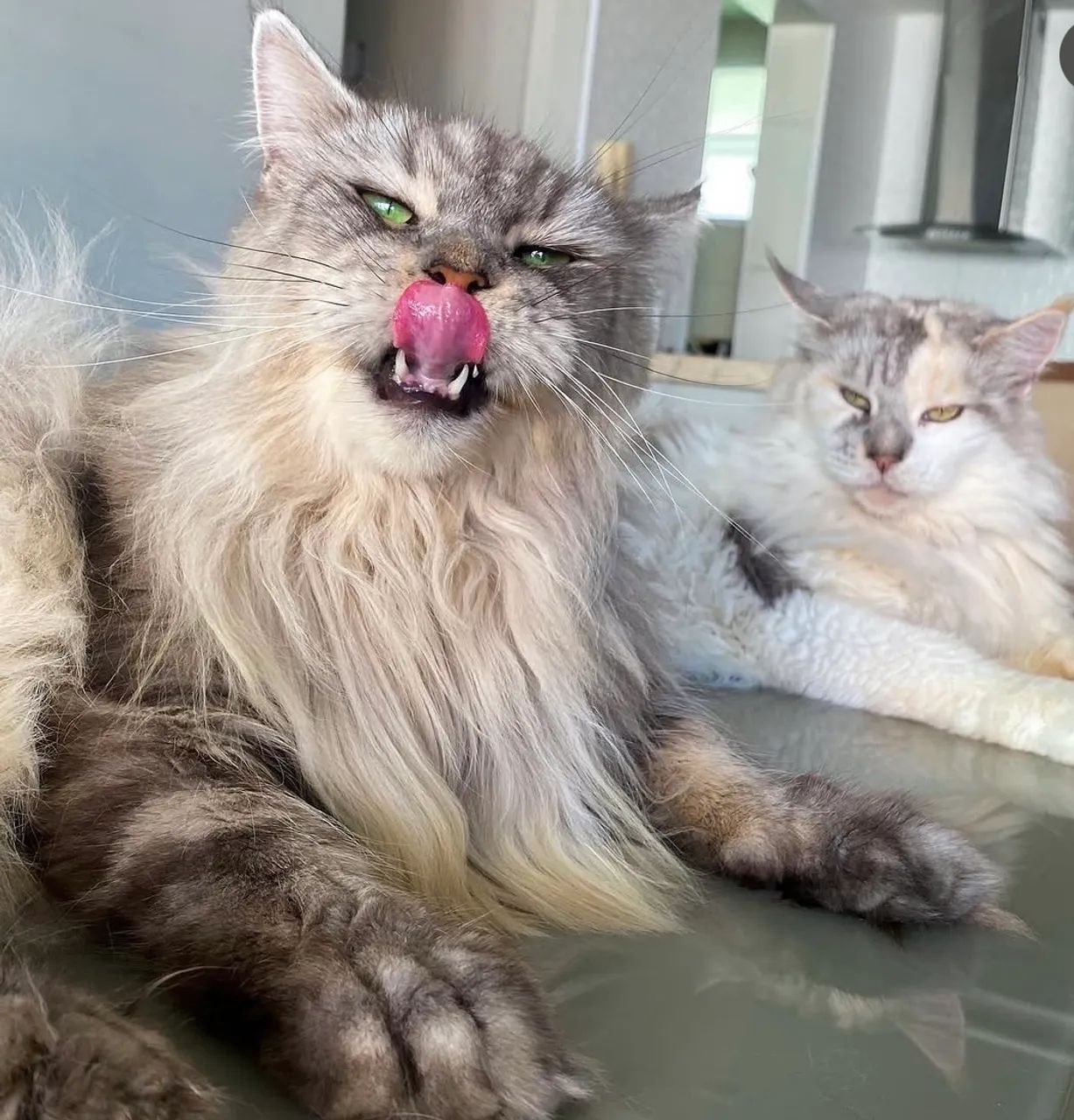 Maine coon russo  - Foto 5
