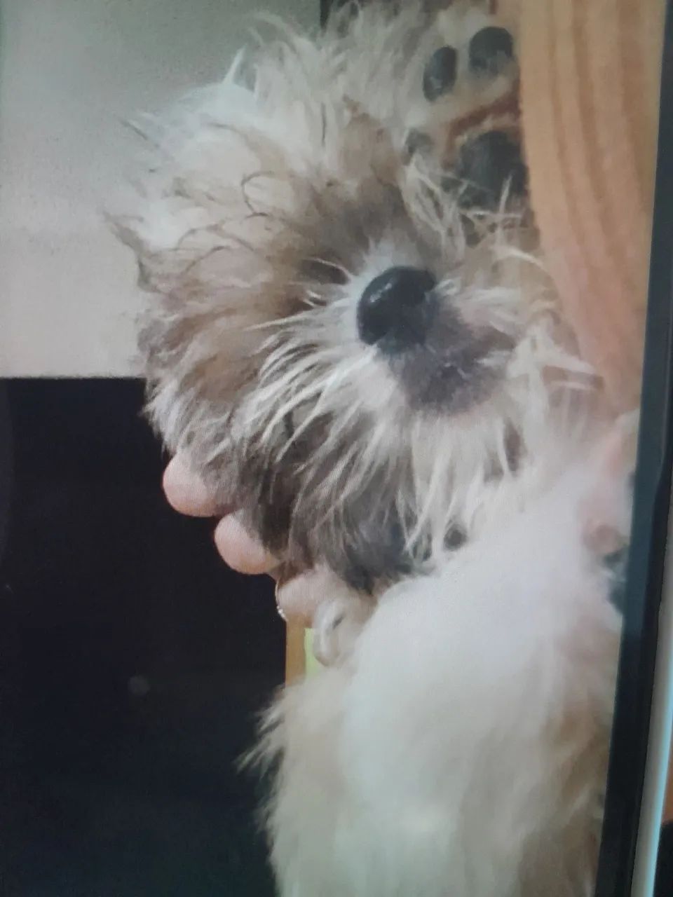 Lhasa Apso - Foto 4