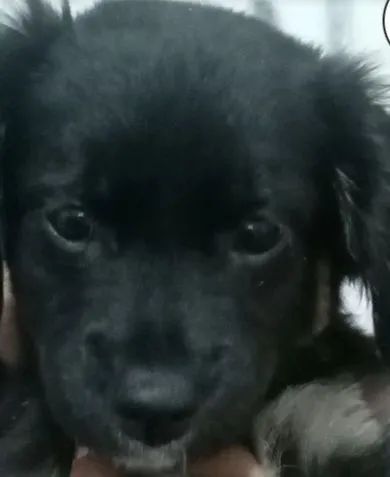 Cachorra fêmea 