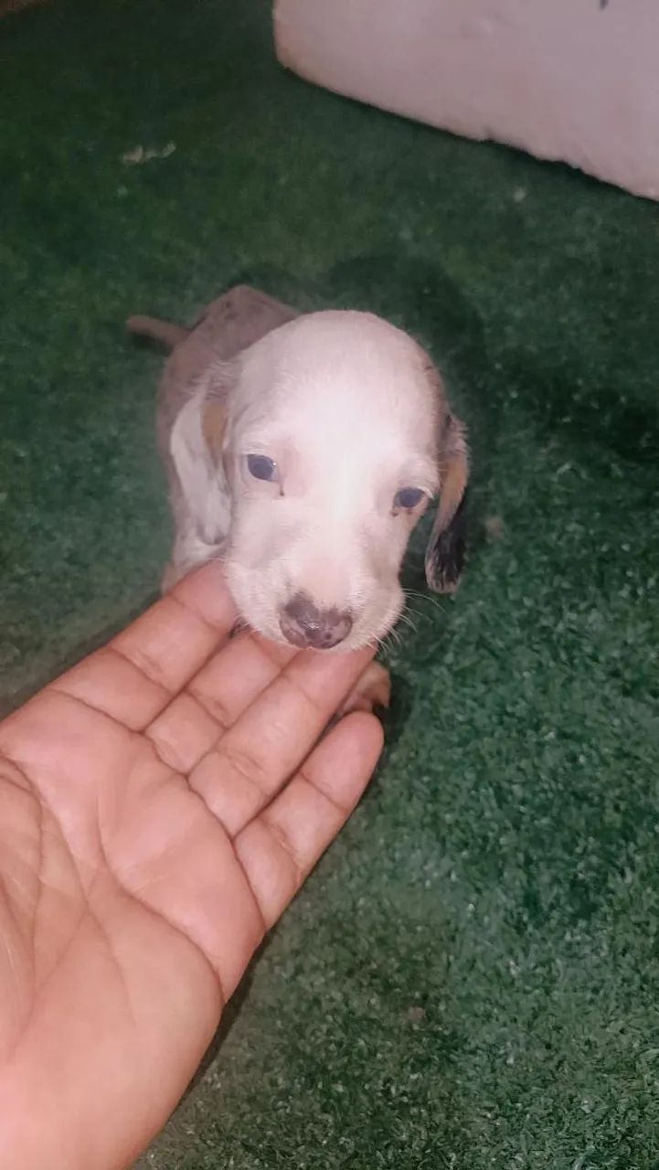 Venda de cachorro  - Foto 5