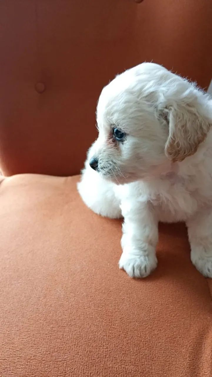 Filhote Poodle  - Foto 2