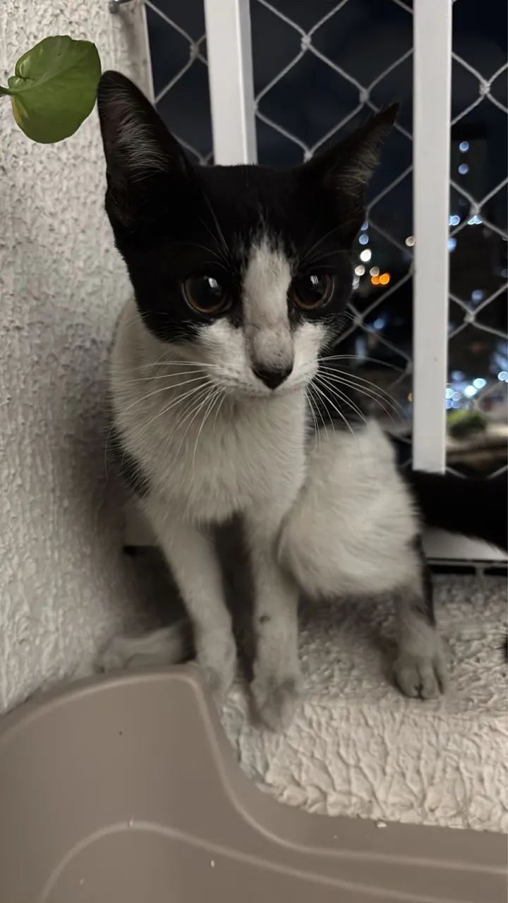Doação de gato macho  - Foto 4