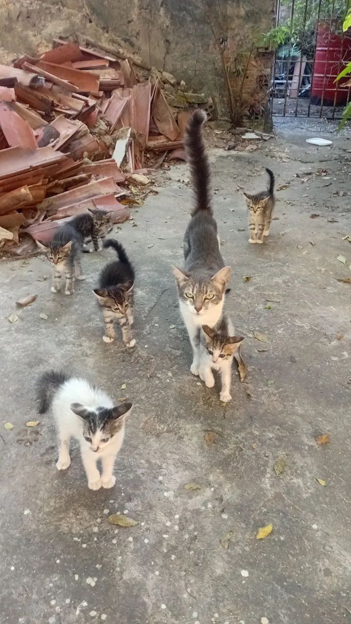 Para Adoção responsável  - Foto 4