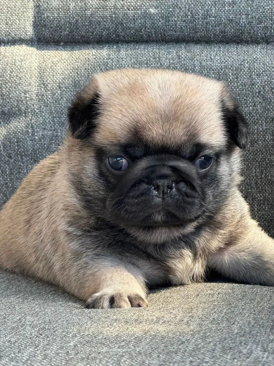 Pug - Foto 2