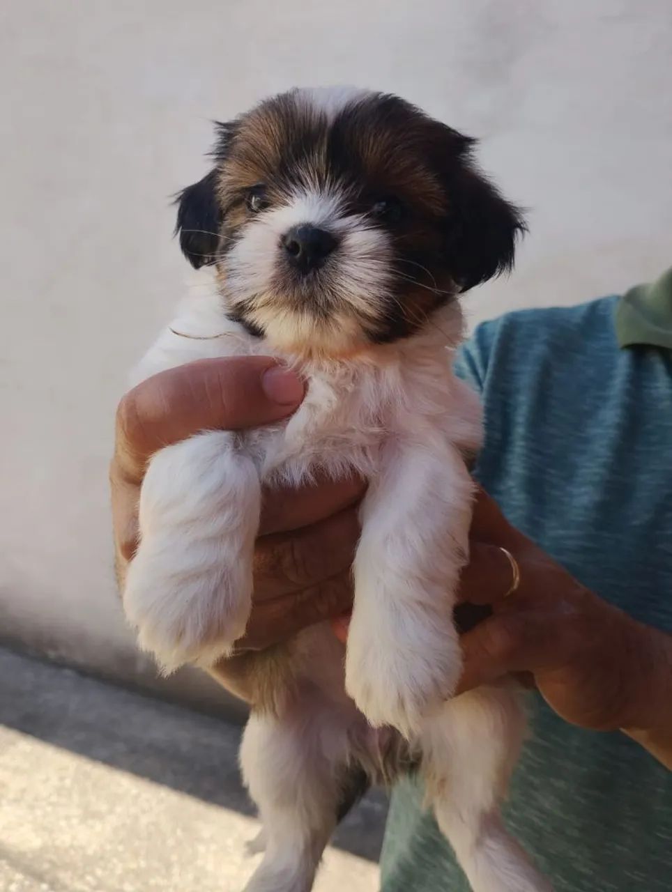Cachorro Shitzu - Foto 3
