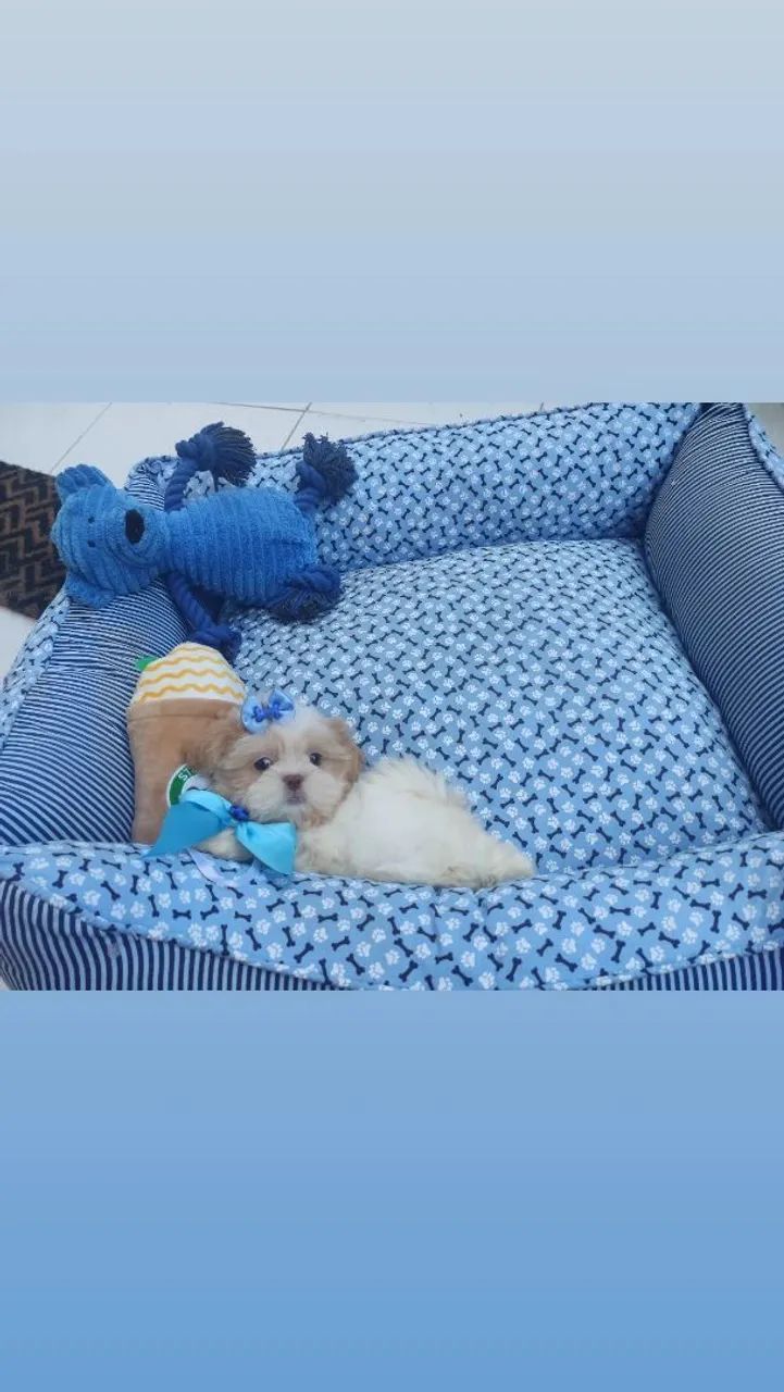Shihtzu disponíveis para reserva  - Foto 4
