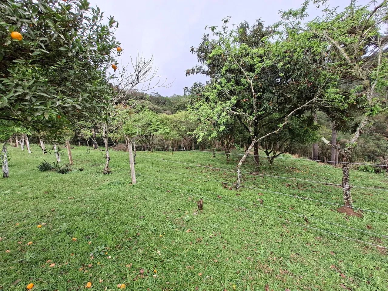 CHÁCARA/ CAMPO MAGRO-PR - Foto 3