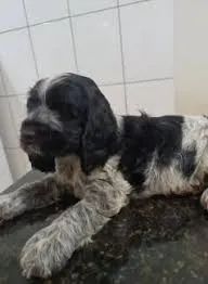 Cocker Spaniel amor em forma de filhote.