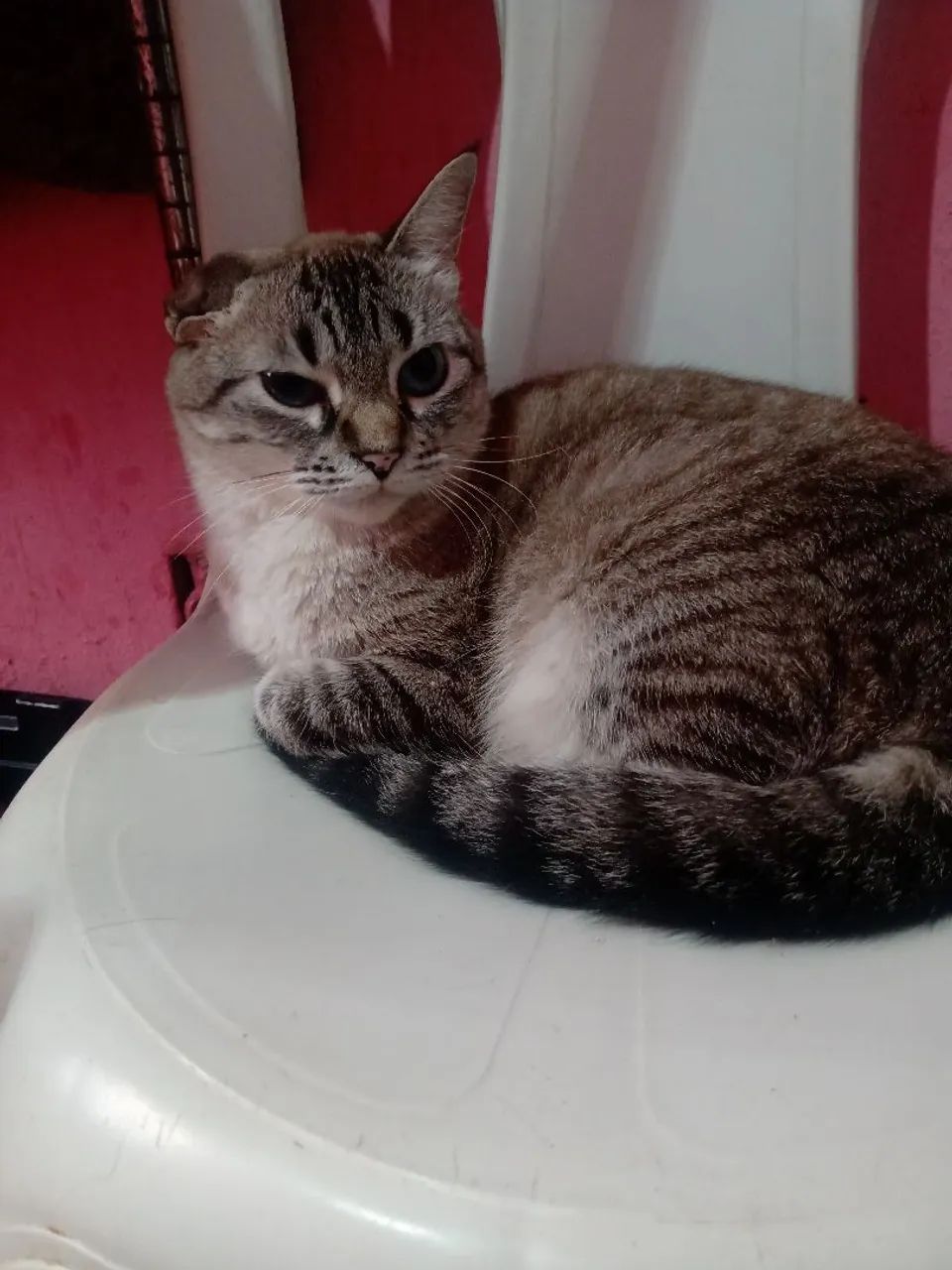 Marlene busca adoção - Foto 3