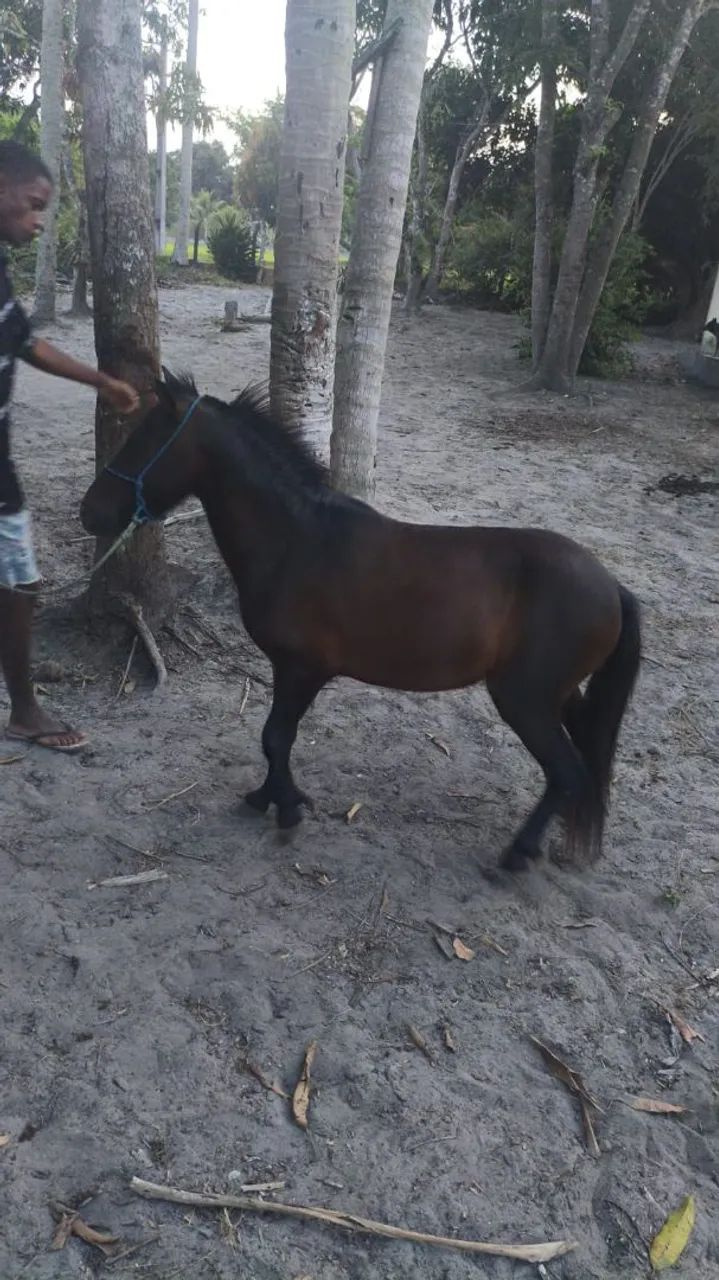 Pônei macho - Foto 3