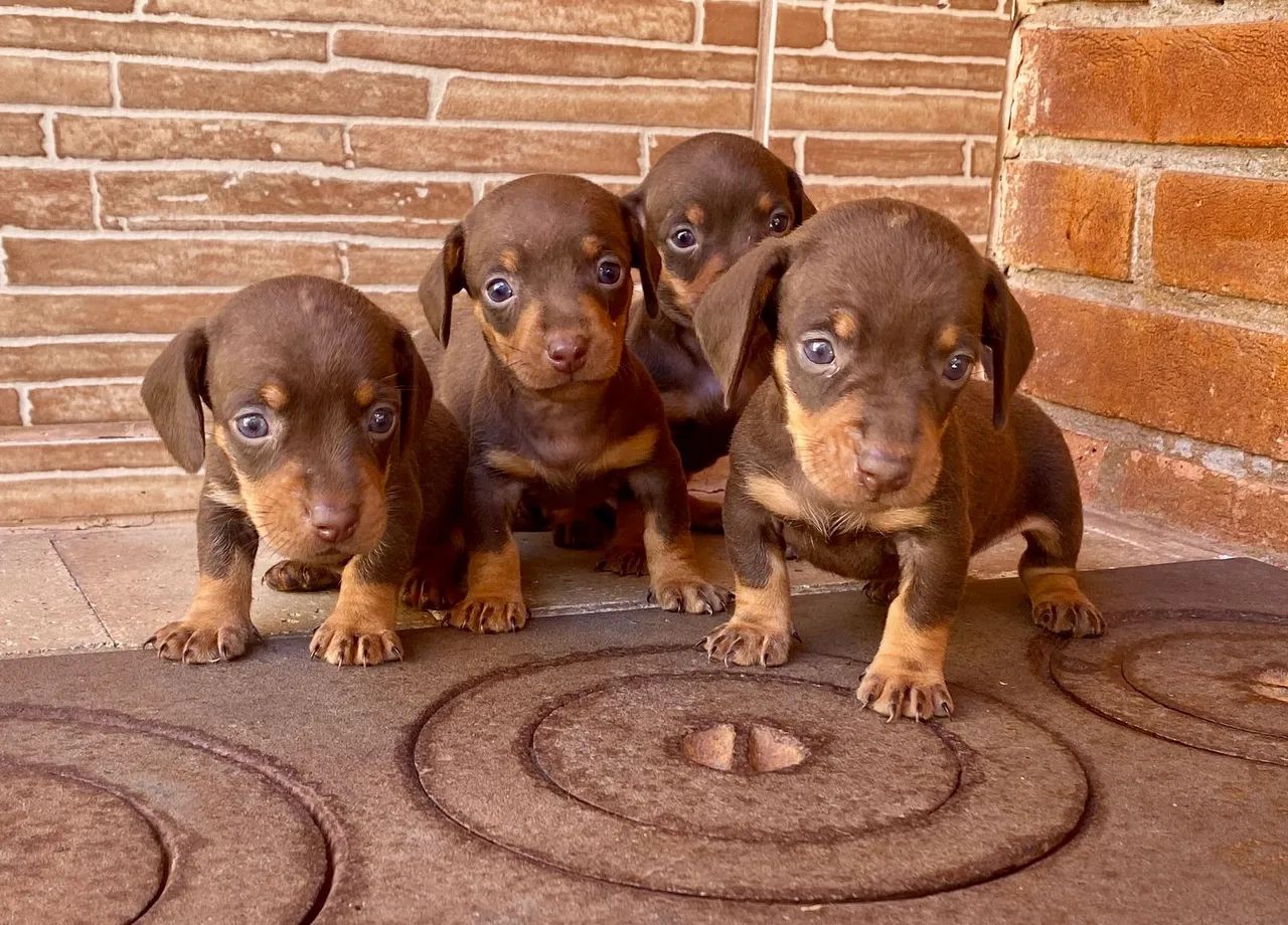 Dachshund mini Alerquim filhotes - - Foto 3