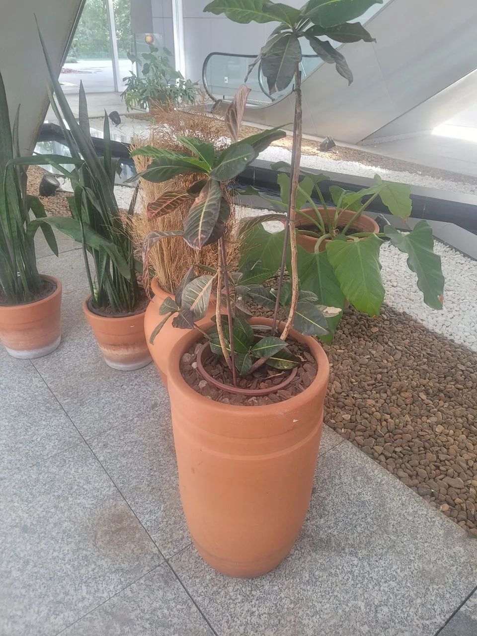 Vasos de plantas - Foto 2