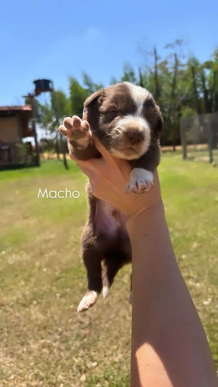 Filhotes Border Collie 