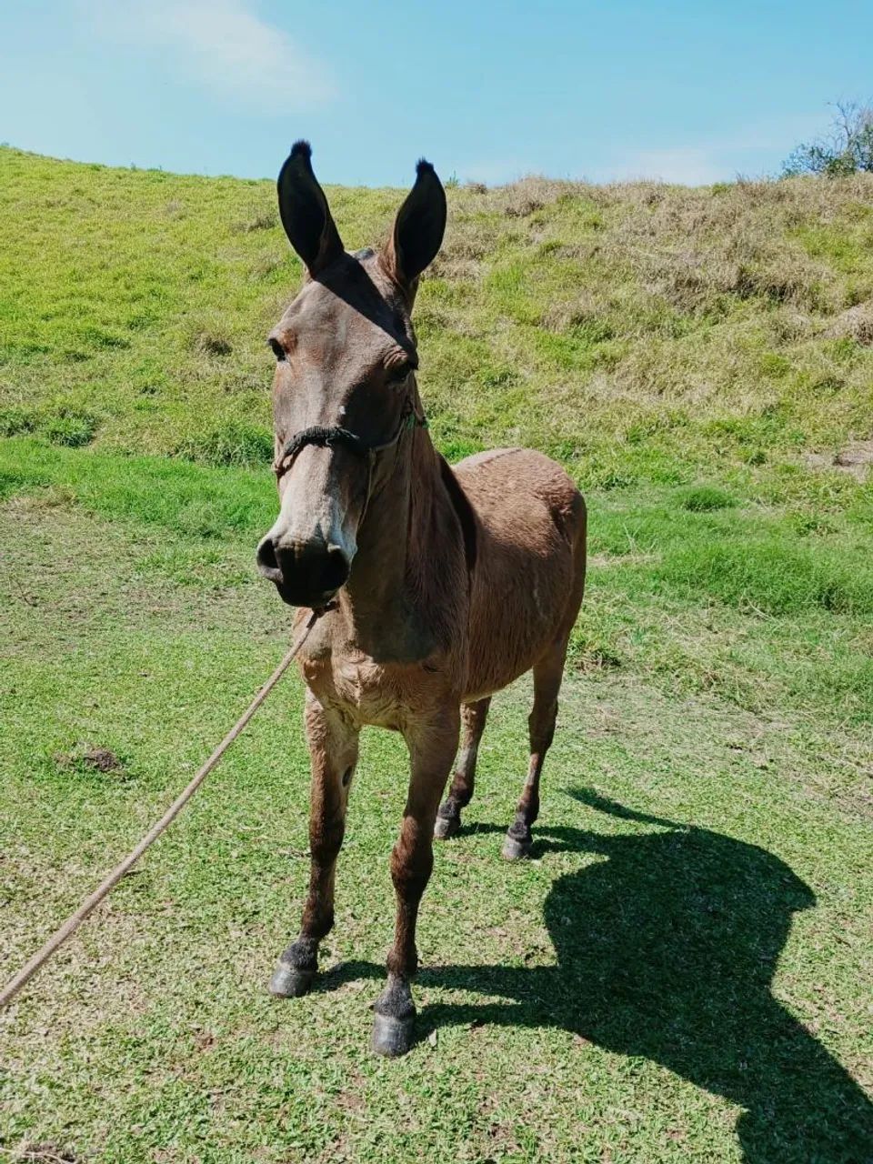 Burro bom de sela 