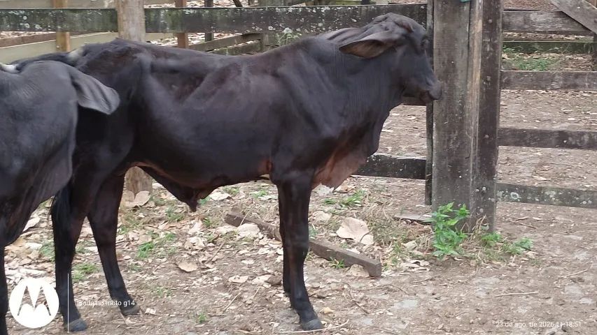 bezerros