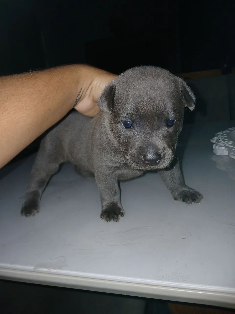 Cachorro