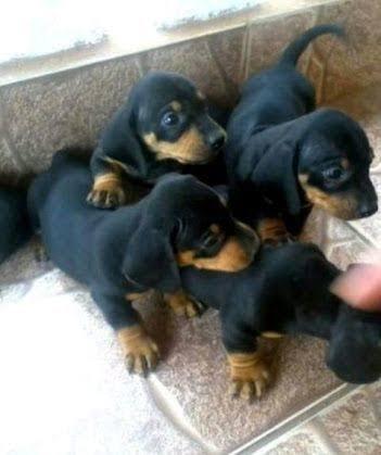 Filhotes de Basset Miniatura
