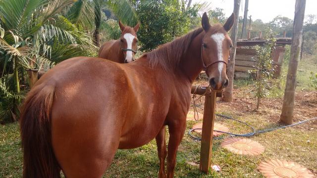 Vendo potranca - Foto 3