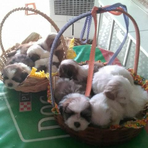 Filhotes de Lhasa Apso