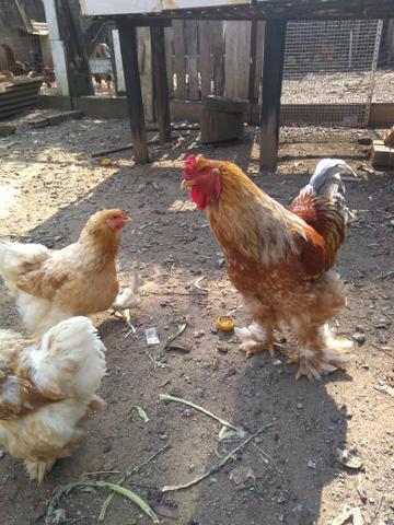 Galos Brahma