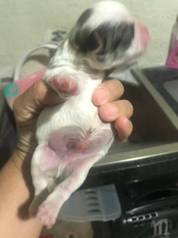 Filhotes de shih tzu - Foto 6