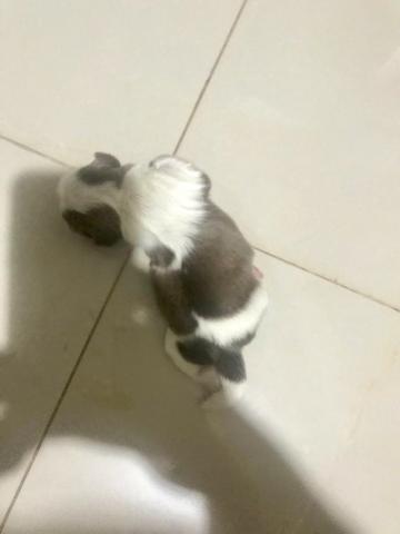 Filhotes de shih tzu - Foto 5