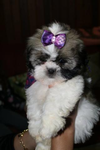 Filhotes Cães Shih Tzu (cartão até 3X s/juros) - Foto 3