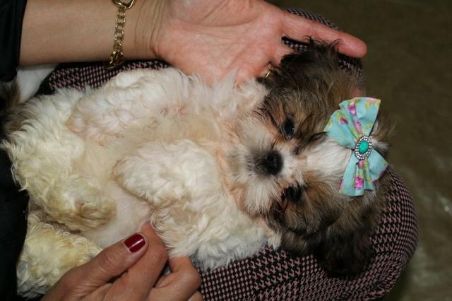 Filhotes Cães Shih Tzu (cartão até 3X s/juros) - Foto 2