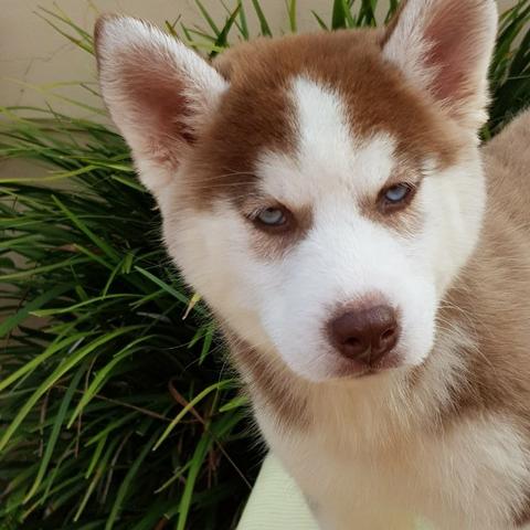 Lindas Fêmeas de Husky - Foto 4