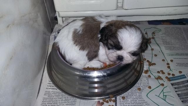 Filhotes Cães Shih Tzu (cartão até 3X s/juros) - Foto 6