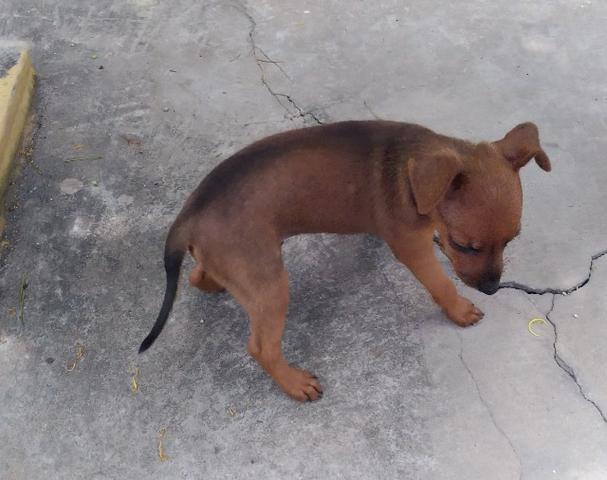 Pinscher número 01 macho - Foto 2