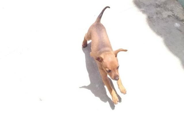 Pinscher número 01 macho - Foto 4