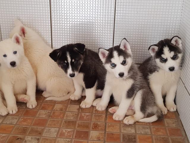 Husky Siberiano Com Super Desconto - Foto 2