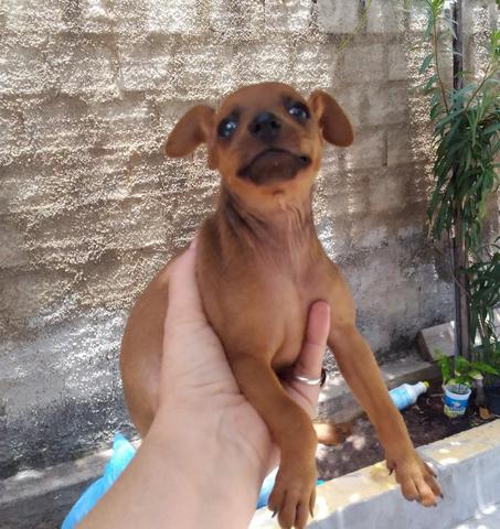 Pinscher número 01 macho - Foto 5