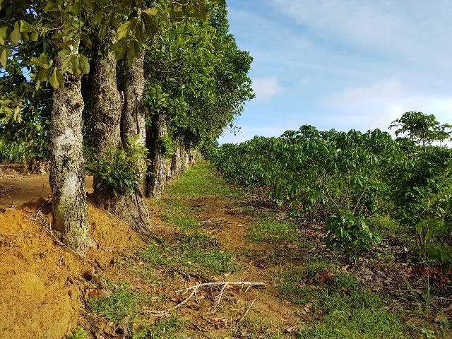 Sítio em Colatina na ES 248 na beira do Rio Doce - Foto 15