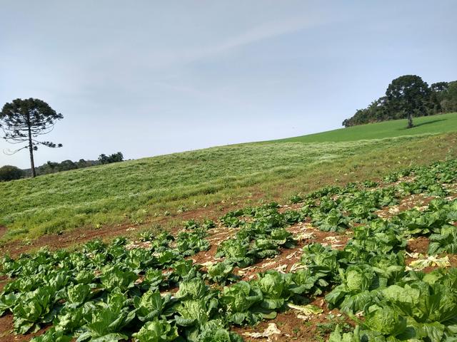 Chácara na Mandirituba - Foto 2