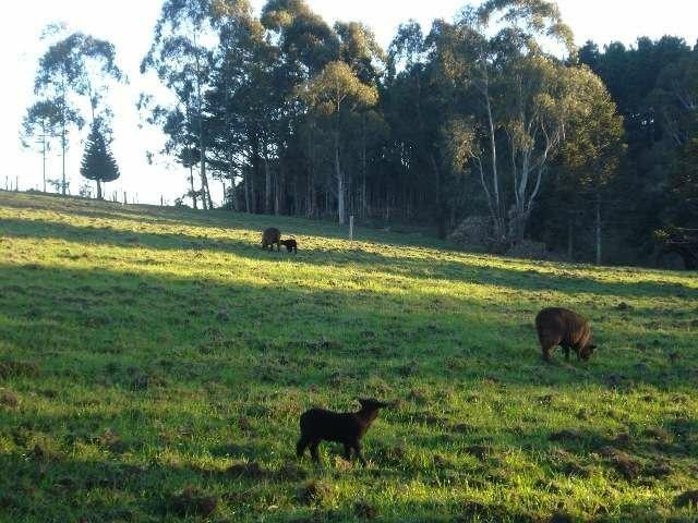 Maravilhoso Sítio - 10 hectares - Lages - Foto 5
