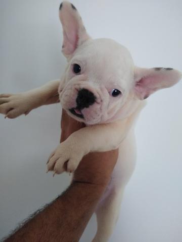 Promoção Bulldog Francês 2.000 - Foto 3