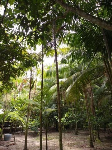 R$ 150 mil reais sitio com 3 hectares , escriturado a 23 km de Castanhal - Foto 2
