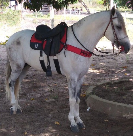 Cavalo MM Sem Registro de Picado 