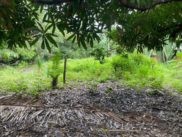 Sitio na avenida principal do timbuba, 25 x 100 , casa simples rua asfaltada - Foto 6