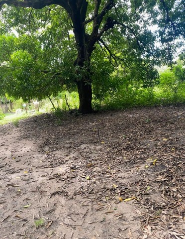 Sitio na avenida principal do timbuba, 25 x 100 , casa simples rua asfaltada - Foto 4