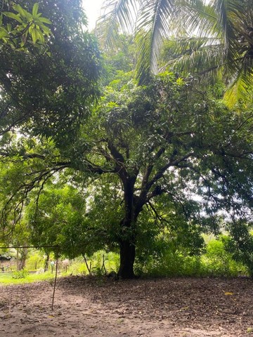 Sitio na avenida principal do timbuba, 25 x 100 , casa simples rua asfaltada - Foto 9