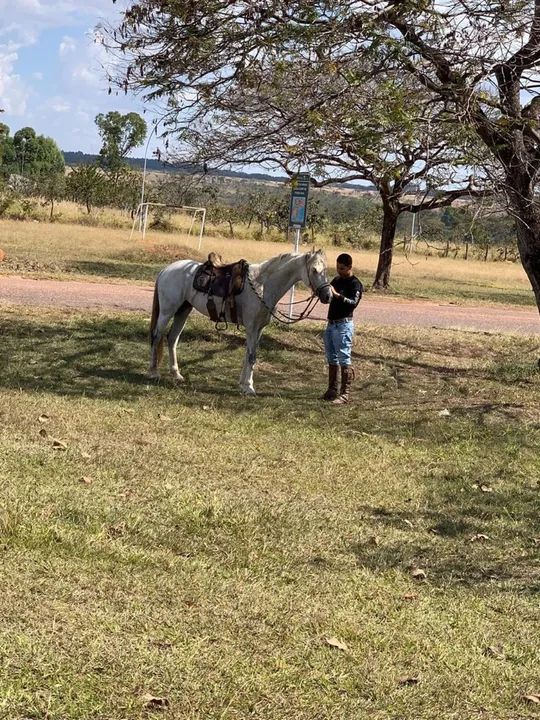 Cavalo Mangalarga Marchador - Foto 5