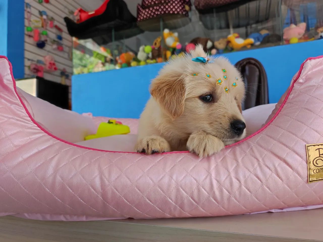 Filhote Golden Retriever - Fêmea - Foto 4