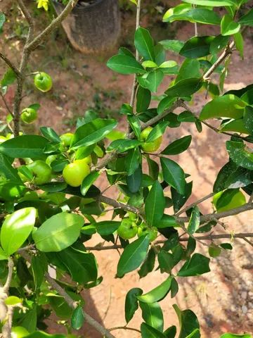 Mudas frutíferas enxertadas produzindo - Foto 4