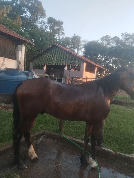 Cavalo Mangalarga Marchador - Foto 3